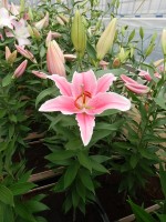 [4204 Marlon 2N No01.JPG]